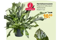 hertshoornvaren