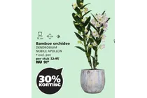 bamboe orchidee