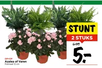 azalea of varen