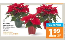 kerstster in pot