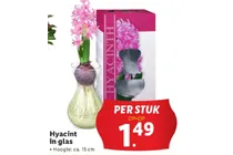 hyacint in glas