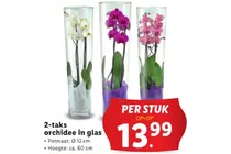 2 taks orchidee in glas