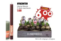 hyacinten