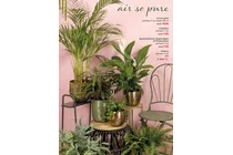 calathea