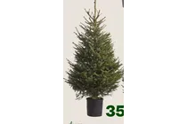 kerstboom