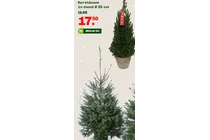 kerstboom in mand