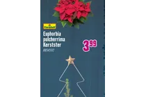 euphorbia pulcherrima kerstster