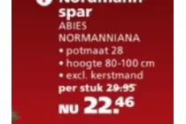 abies normanniana