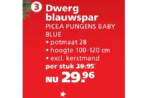 dwerg blauwspar