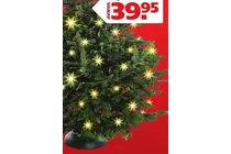 kerstboom