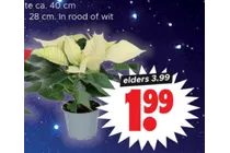 poinsettia