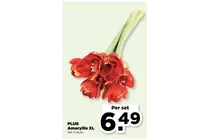 amaryllis xl