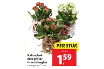 kalanchoe met glitter in rendierglas