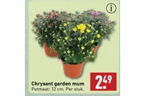 chrysant garden mum
