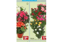 begonia