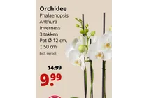 orchidee phalaenopsis anthura inverness