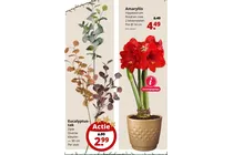amaryllis hippeastrum