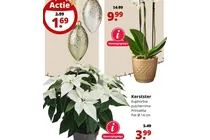 kerstster