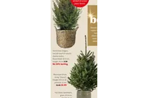 blauwspar picea pung glauca