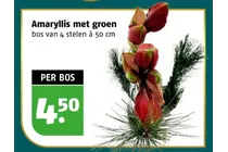 amaryllis met groen