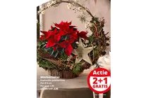 minikerstster