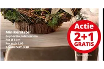 minikerstster
