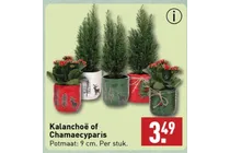 kalanchoe of chamaecyparis