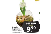hyacint in glazen pot