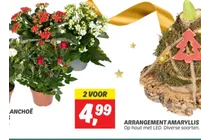 kalanchoe