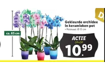 gekleurde orchidee