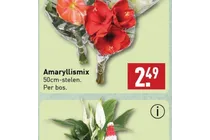 amaryllis mix