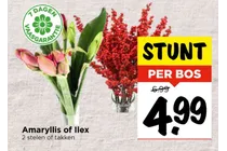 amaryllis of ilex