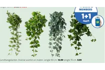 kunsthangplant