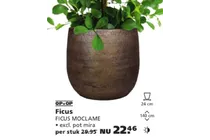 ficus moclame