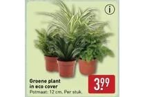 groene plant