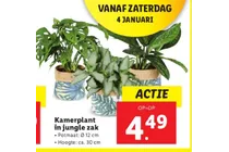 kamerplant