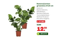 kamerplanten groenmix