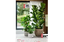 gatenplant