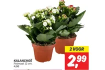 kalanchoe