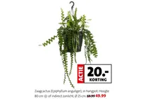zaagcactus
