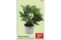 fatsia japonica