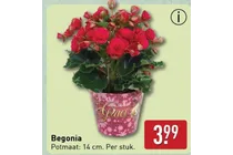 begonia