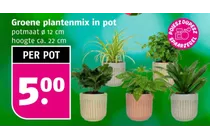 groene plantenmix