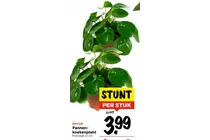 pannenkoekenplant