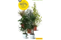 kamerplanten