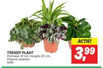 trendy plant