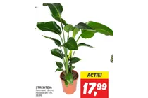 strelitzia plant