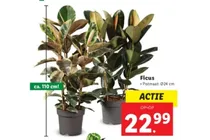 ficus
