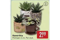 haworthia