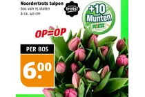 noordertrots tulpen